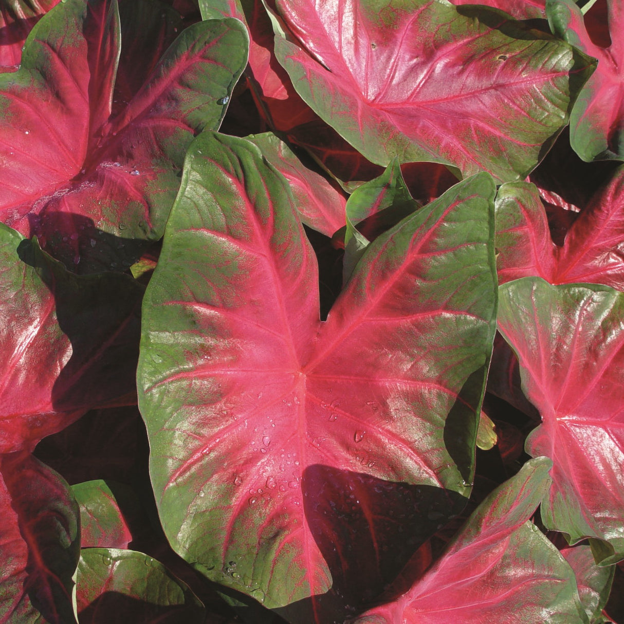 Caladium/Elefantøre 'Royal Flush'®