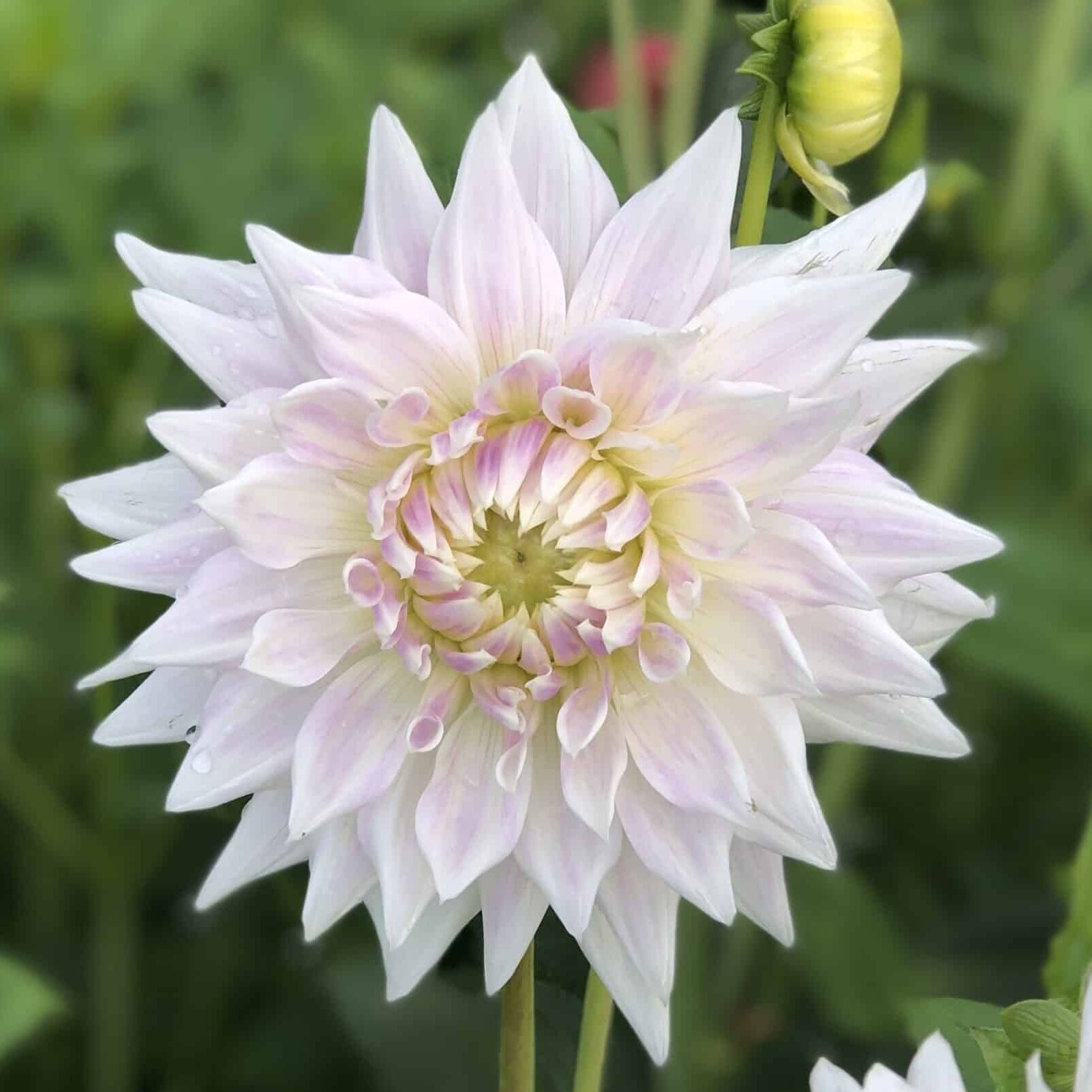 Dahlia 'Clearview Edie'