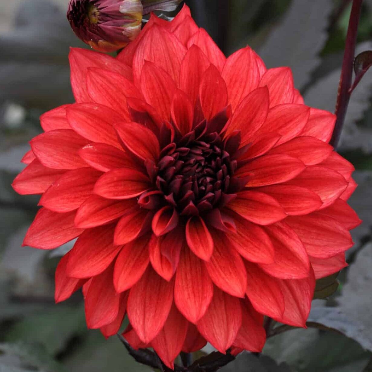 Dahlia 'Cool Flame'