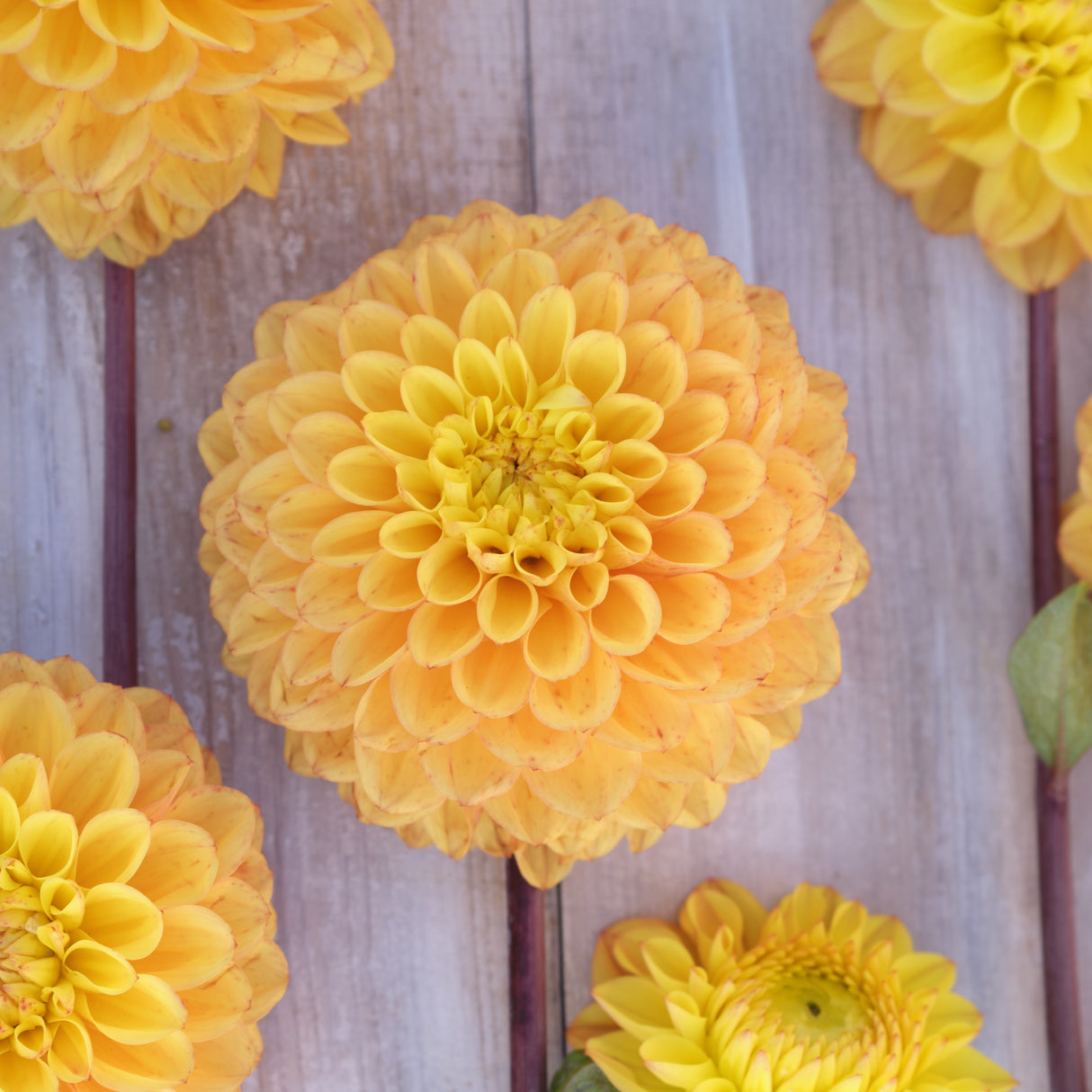 Dahlia 'Royal Yellow'