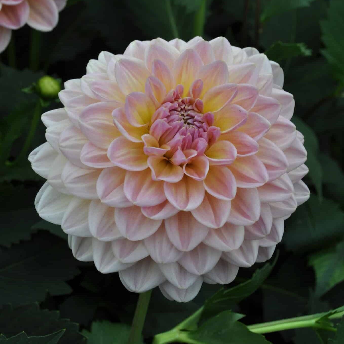 Dahlia 'Maya'