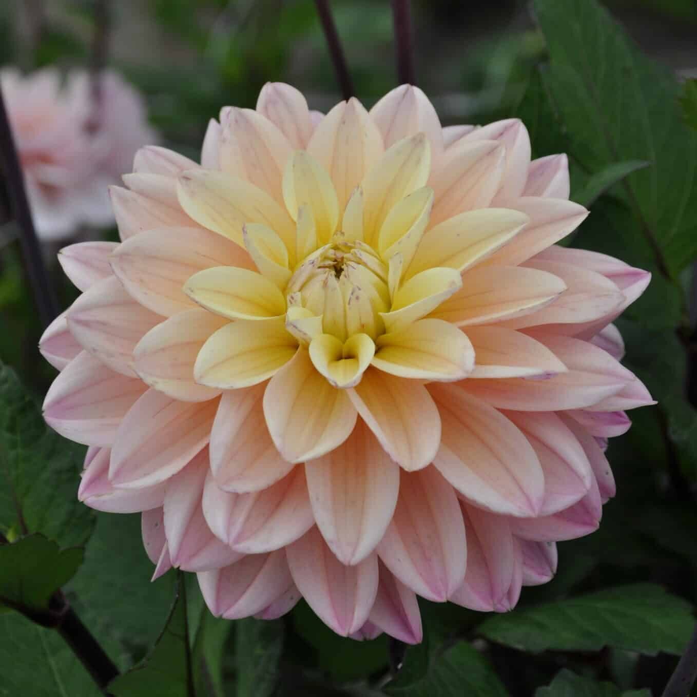 Dahlia 'Mondriaan'