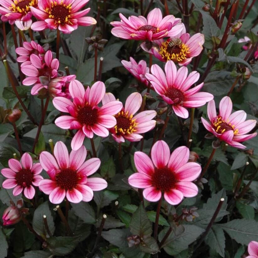 Dahlia 'Pretty Woman'