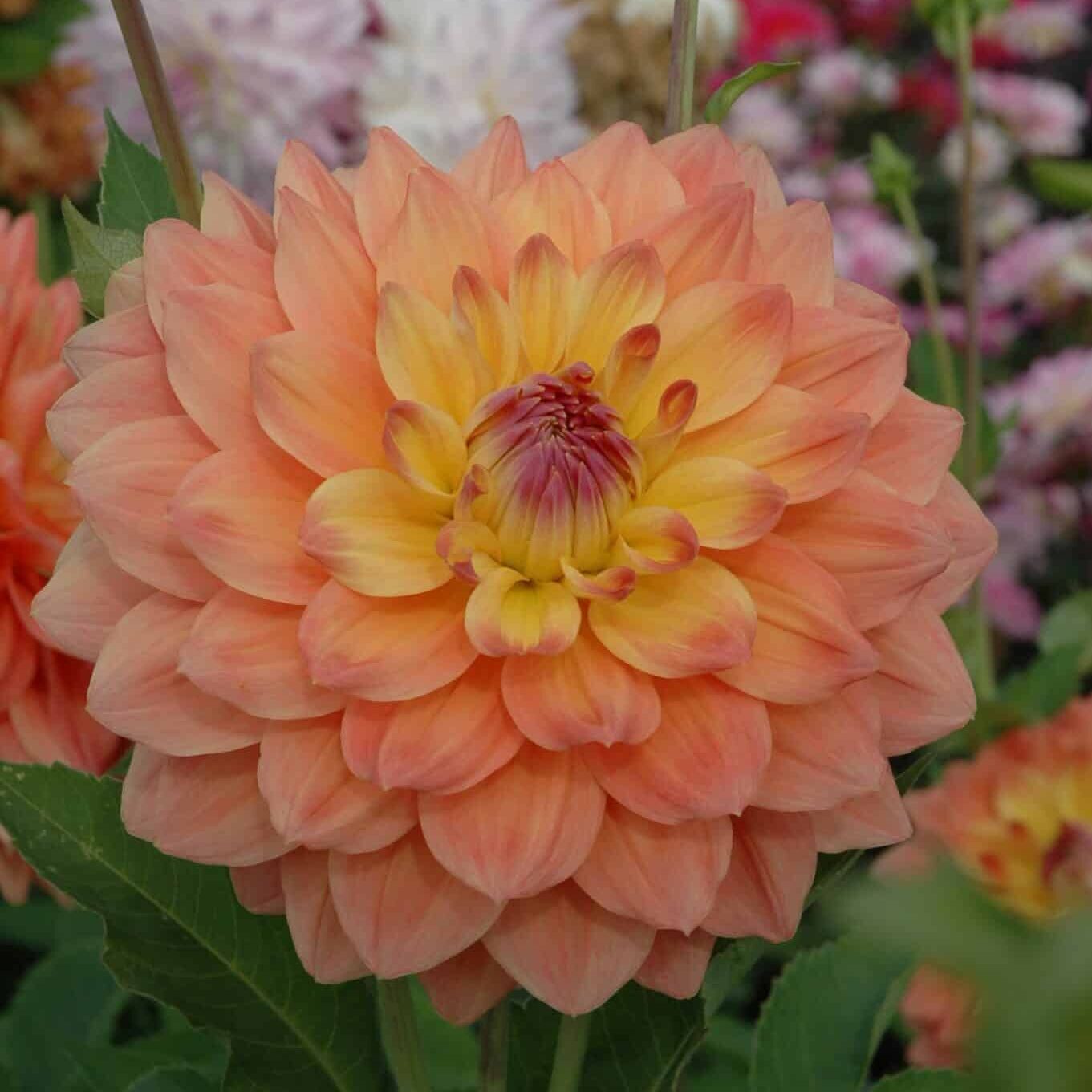 Dahlia 'Ace Summer Sunset'