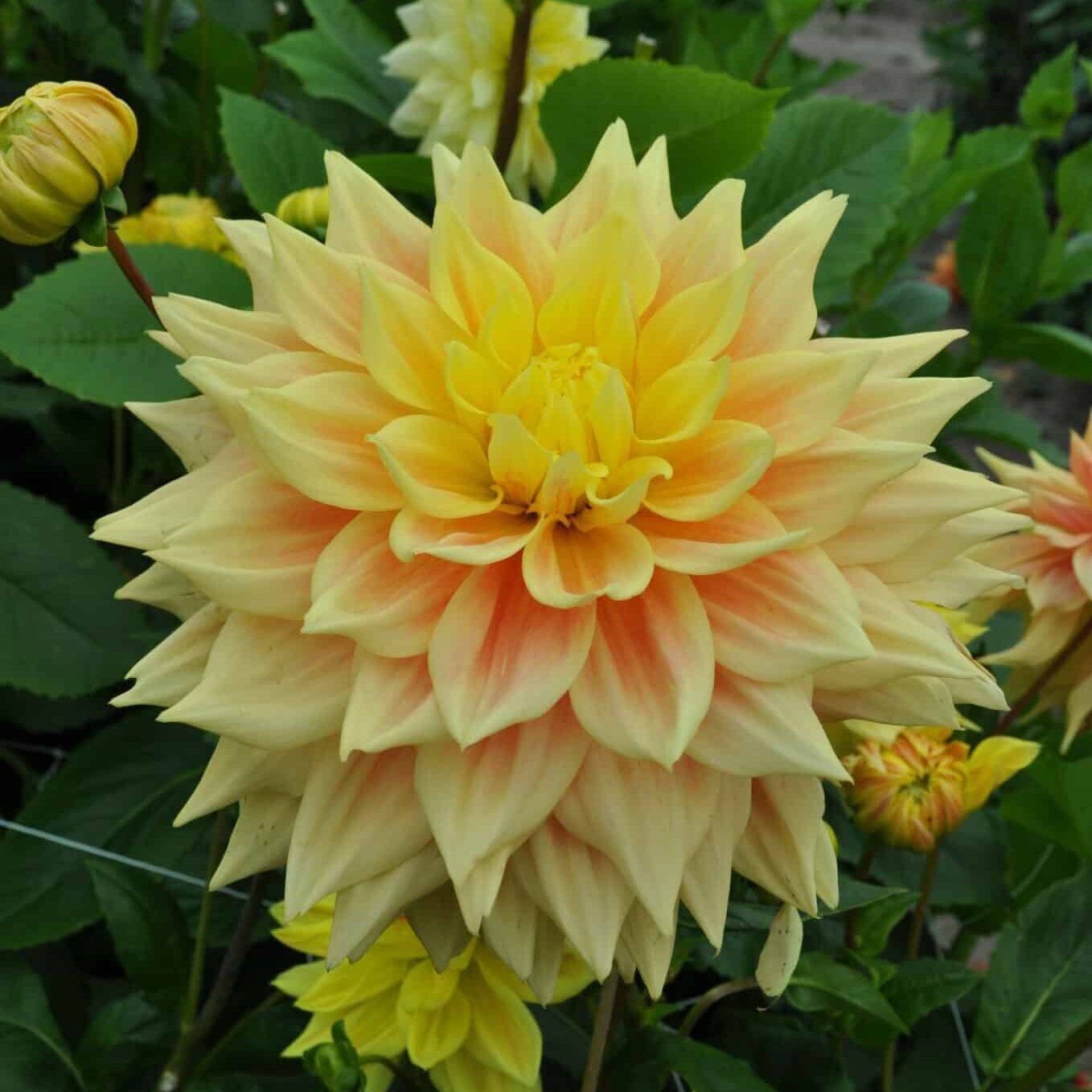 Dahlia 'Advance'