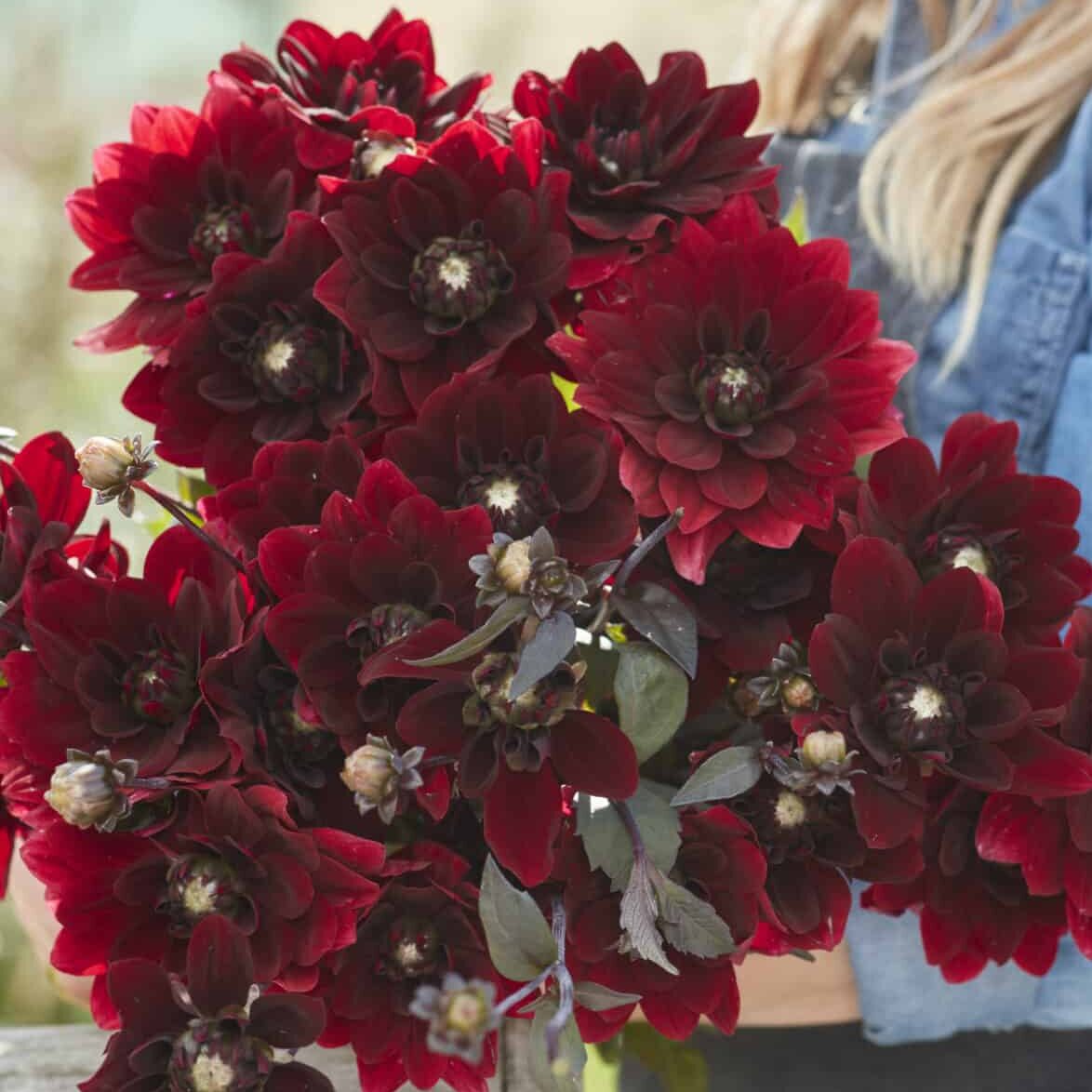 Dahlia 'After Dusk'