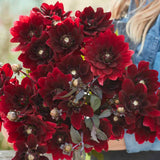 Dahlia 'After Dusk'