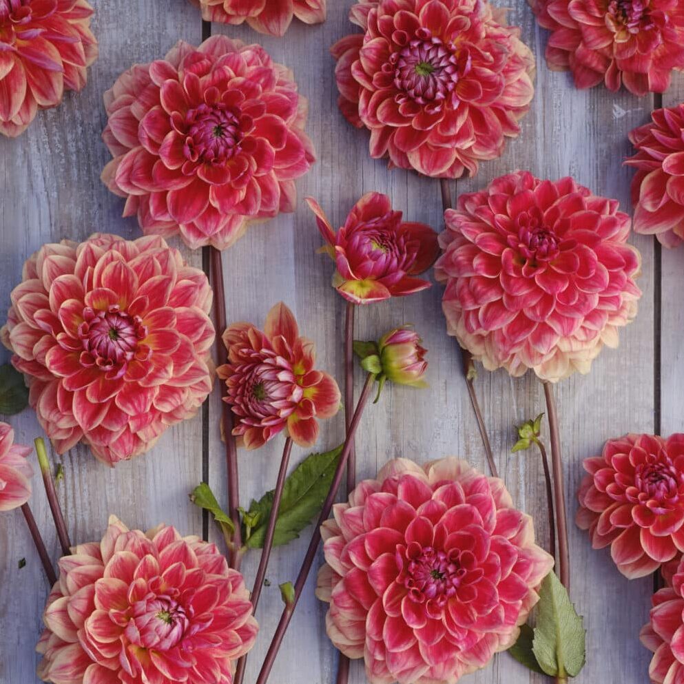 Dahlia 'All That Jazz'