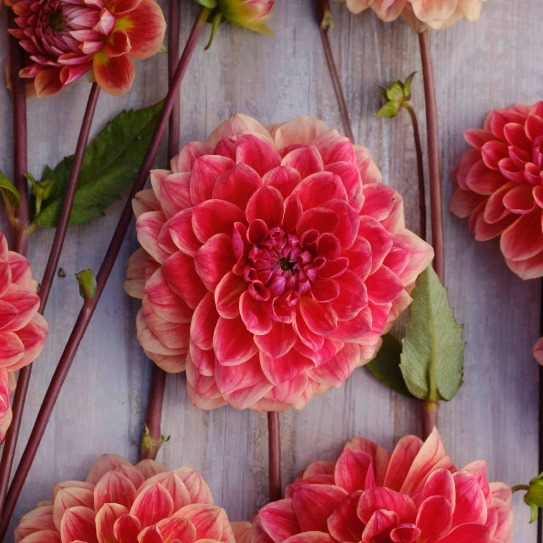 Dahlia 'All That Jazz'