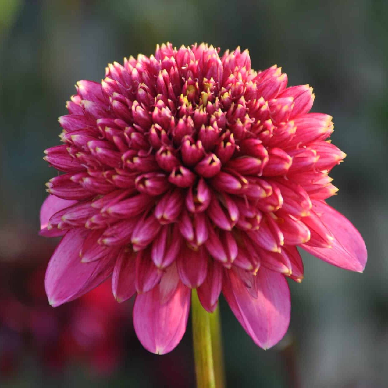 Dahlia 'Alyshia'