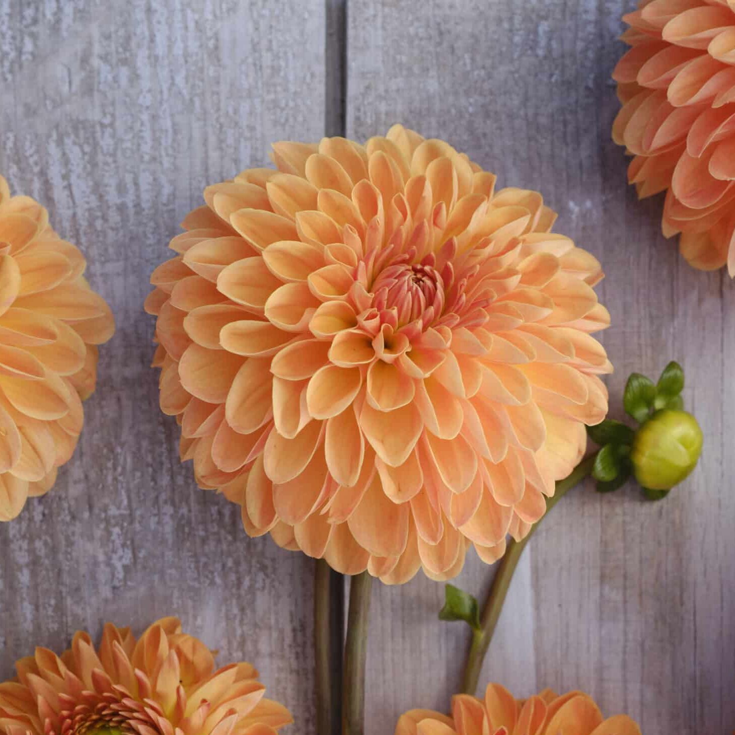 Dahlia 'Amber Crystal'