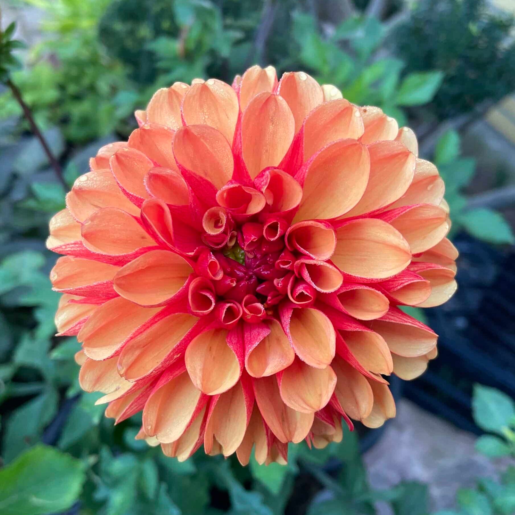 Dahlia 'American Sunset'