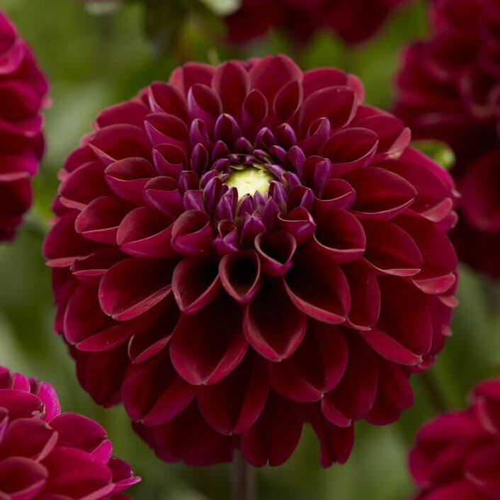 Dahlia 'Andrea'