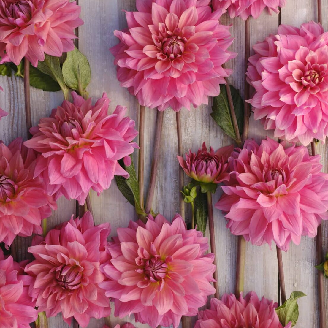 Dahlia 'Anne Claire'