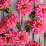 Dahlia 'Anne Claire'