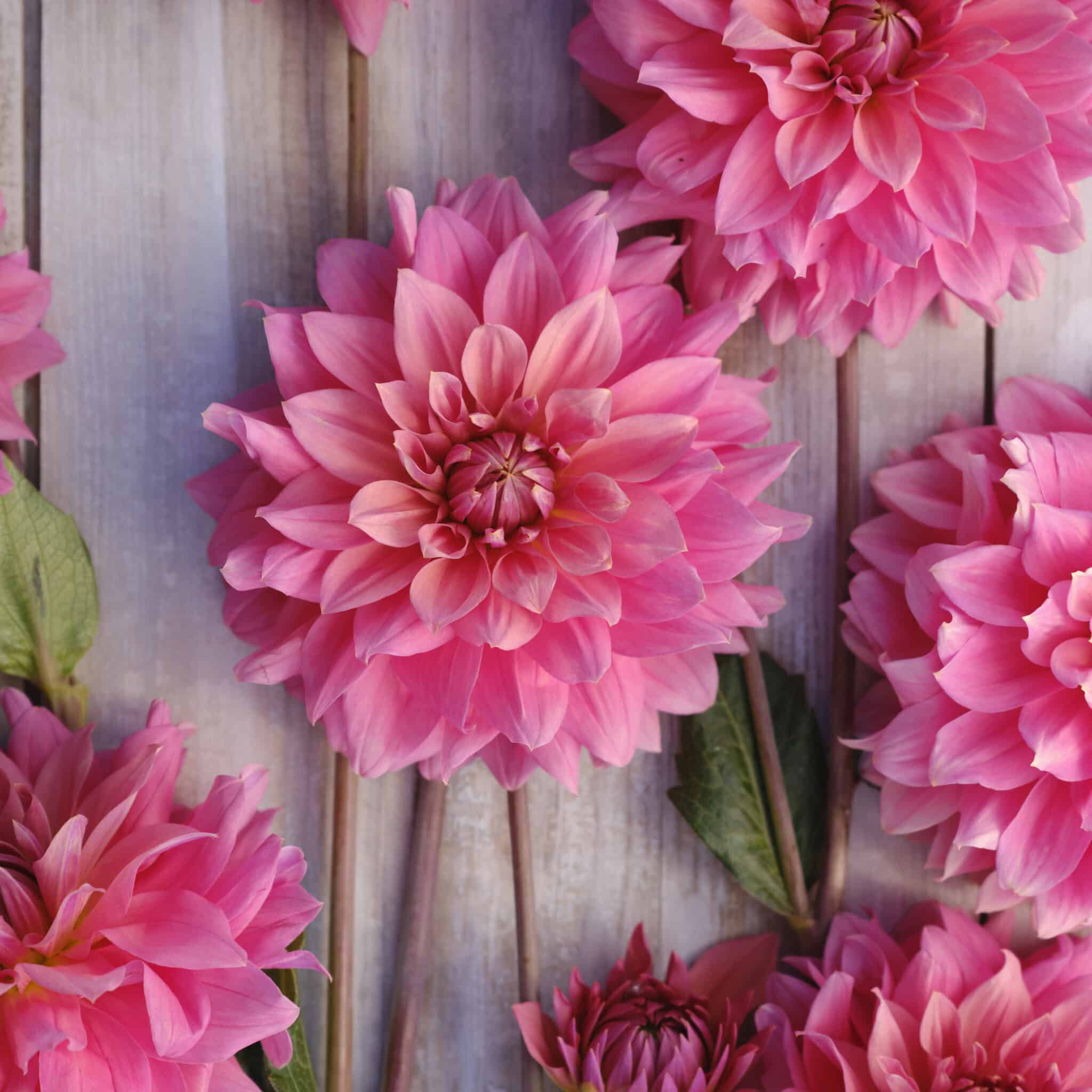 Dahlia 'Anne Claire'