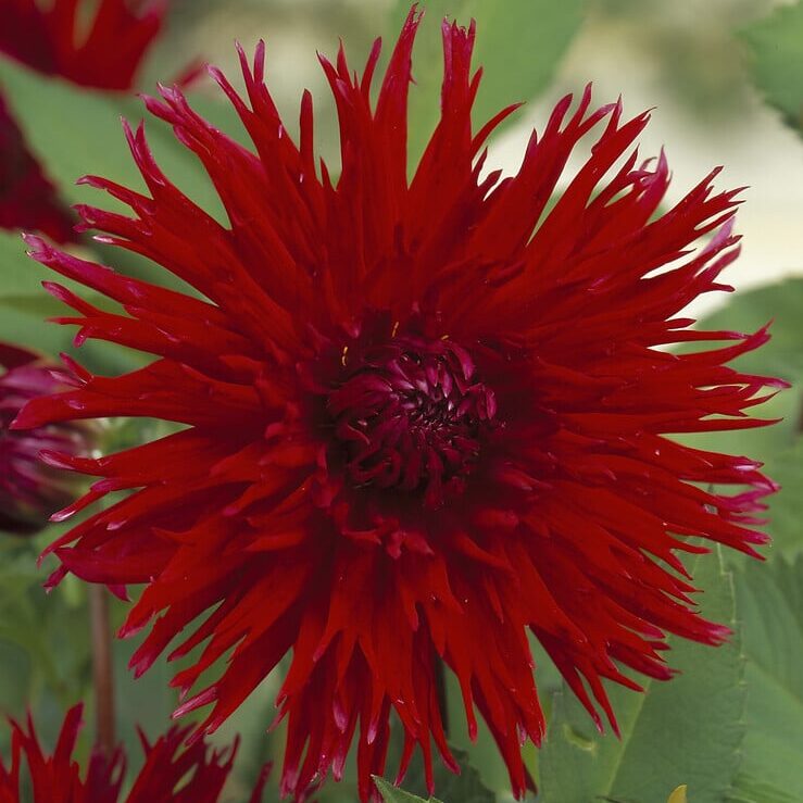 Dahlia 'Apache'