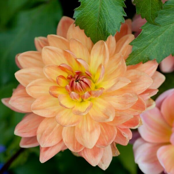 Dahlia 'Apricot Desire'