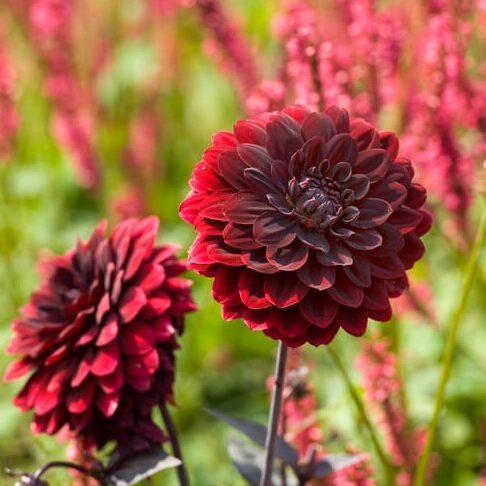 Dahlia 'Arabian Night'