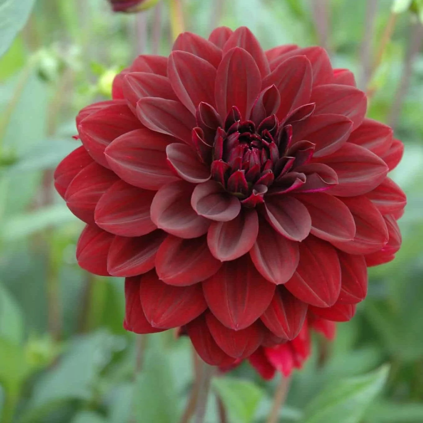 Dahlia Arabian Night