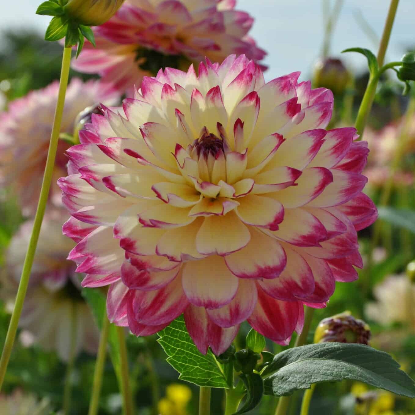 Dahlia 'Ariko Aphrodite'