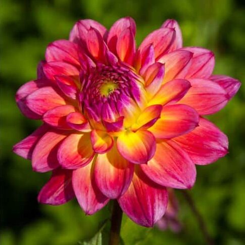 Dahlia 'Armateras'