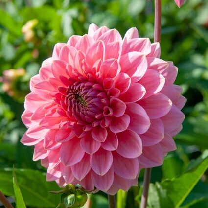 Dahlia 'Askwith Minnie'