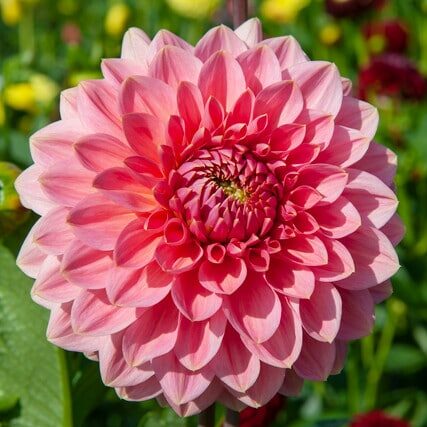 Dahlia 'Askwith Minnie'