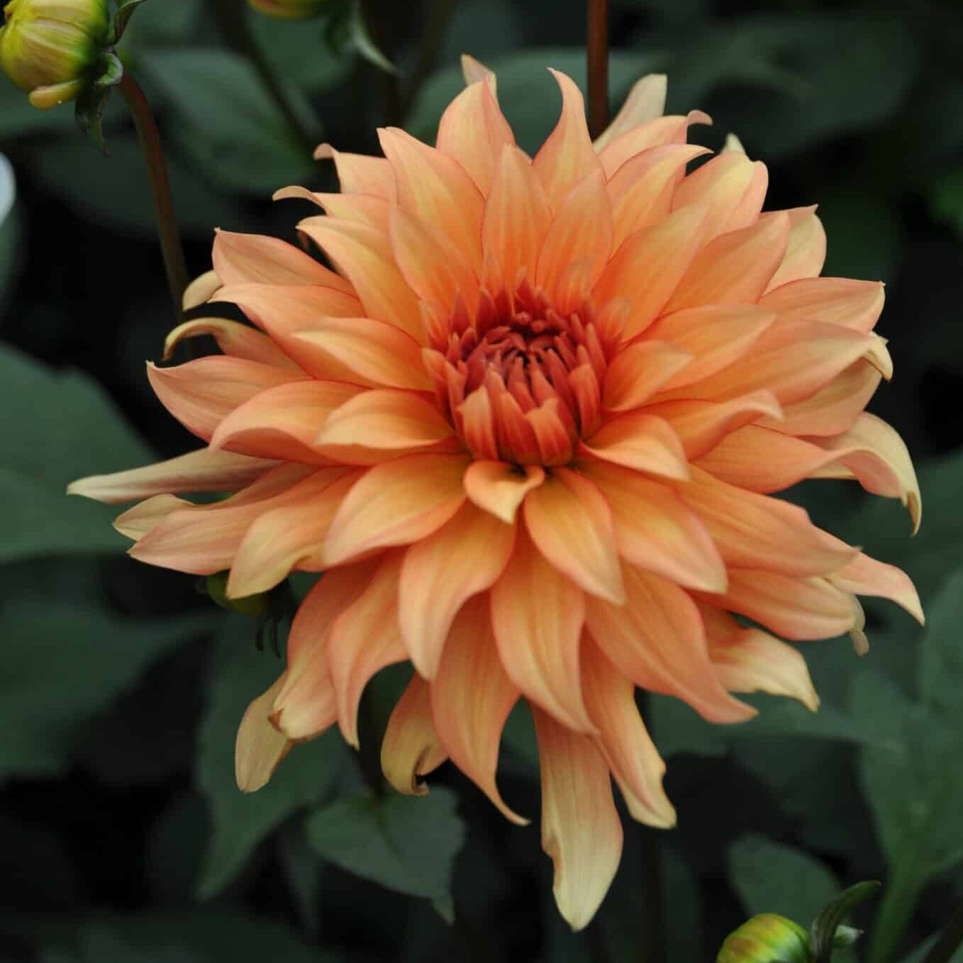 Dahlia 'Autumn Fairy'