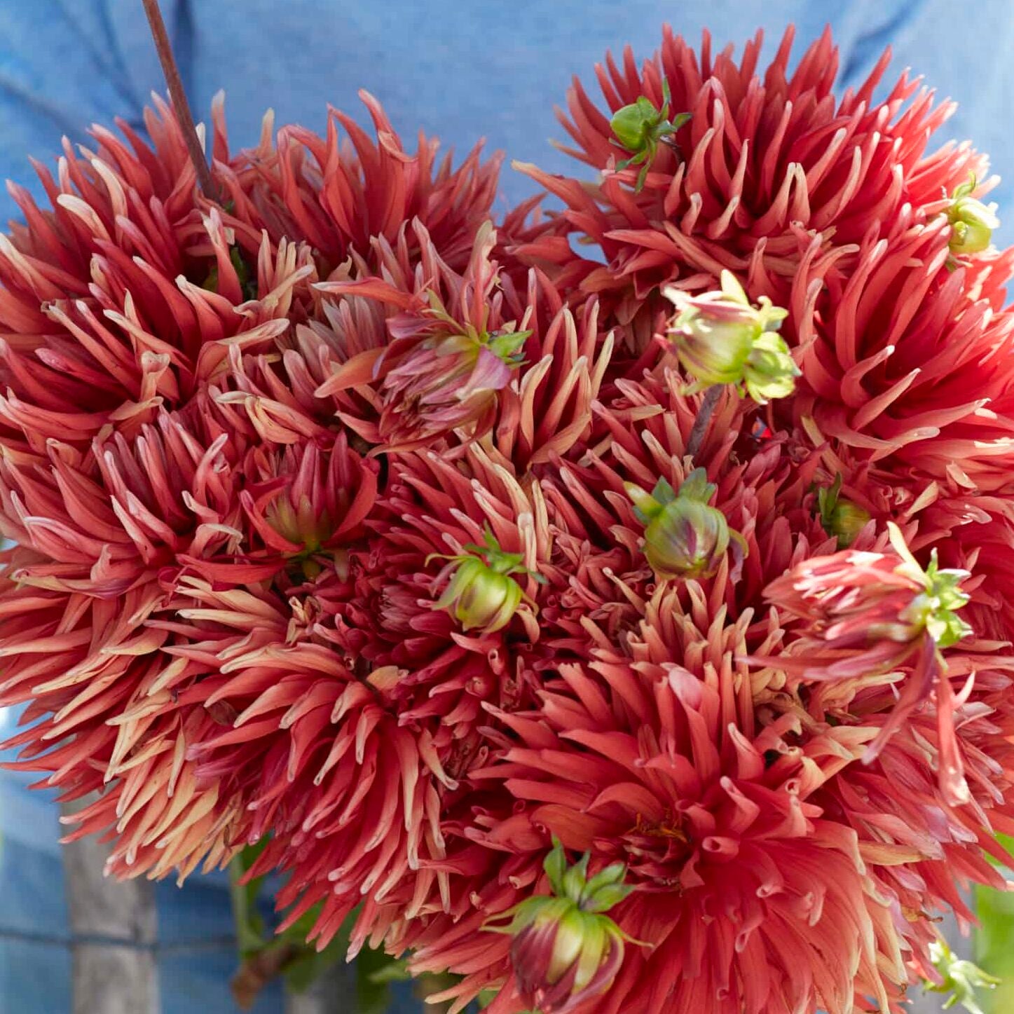 Dahlia 'Autumn Orange'