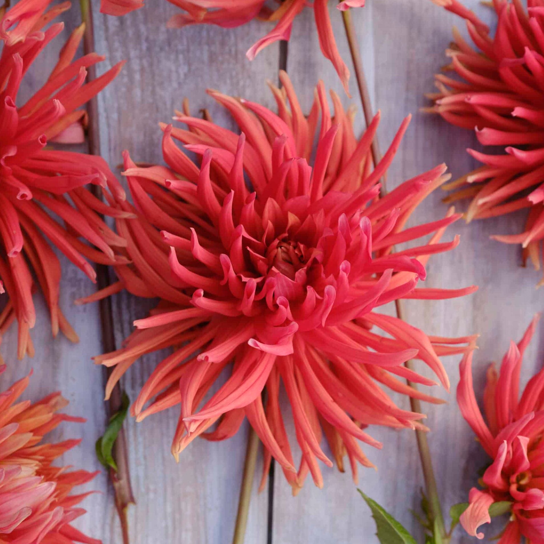 Dahlia 'Autumn Orange'