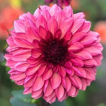 Dahlia 'Bacardi'