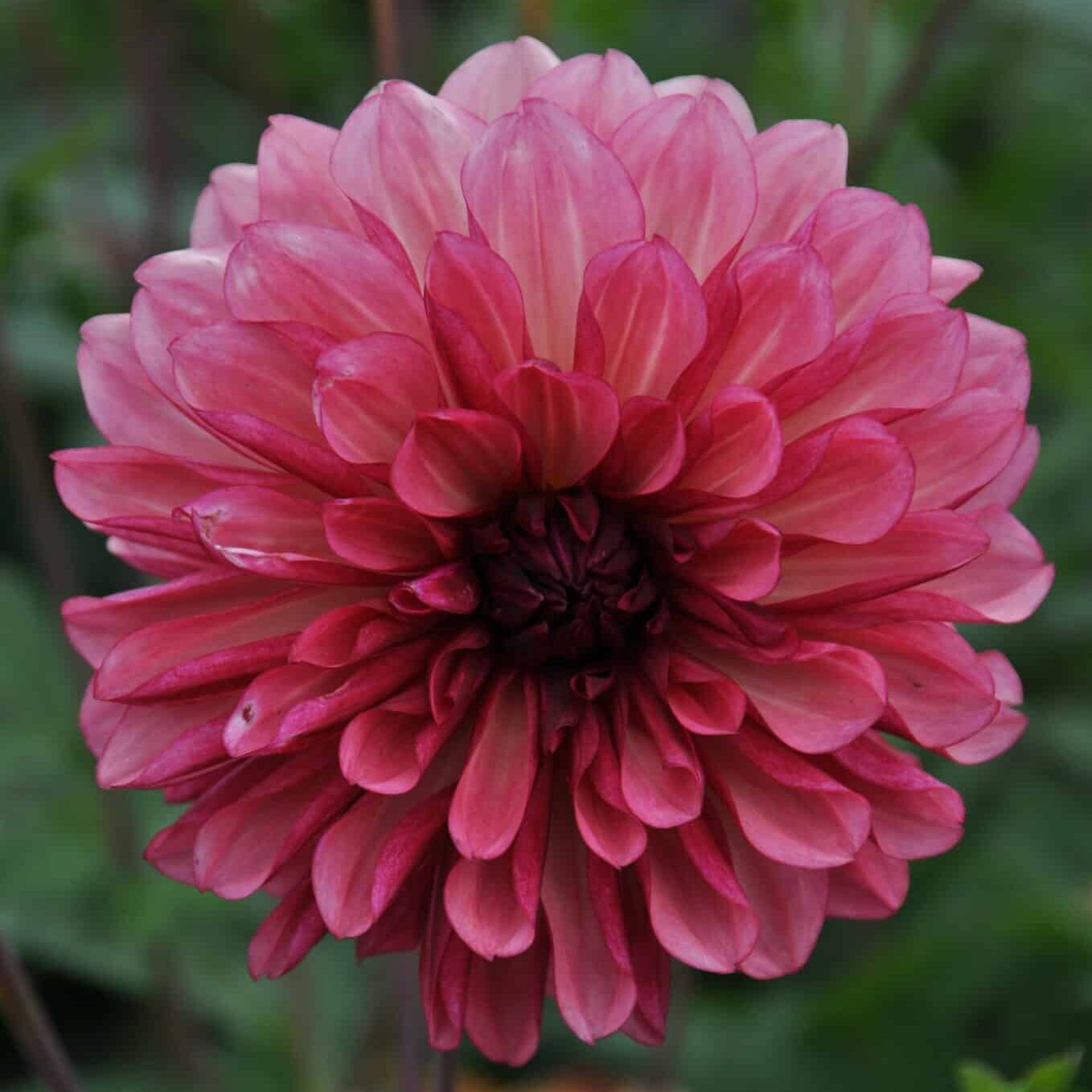 Dahlia 'Bacardi'