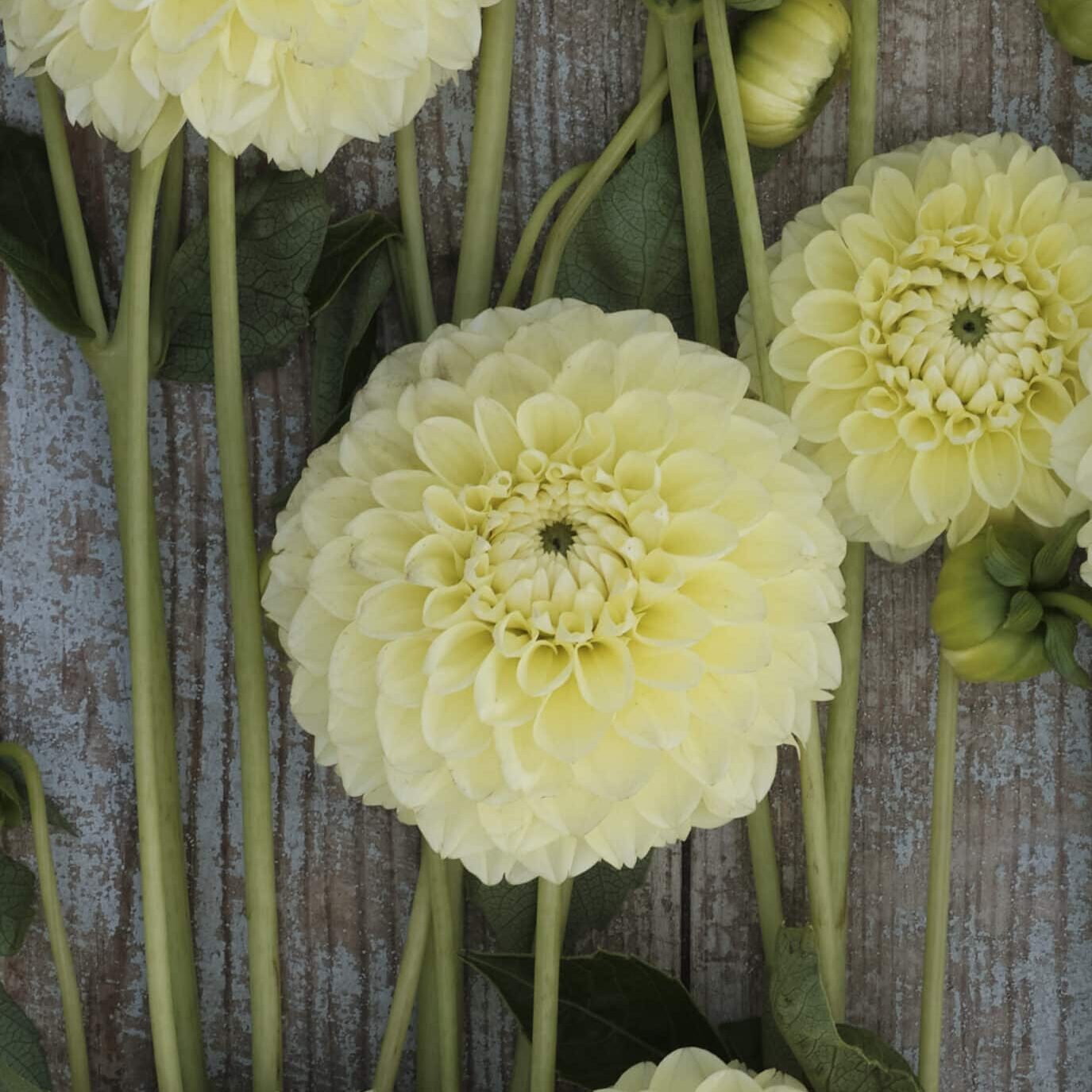 Dahlia 'Banana Baby'