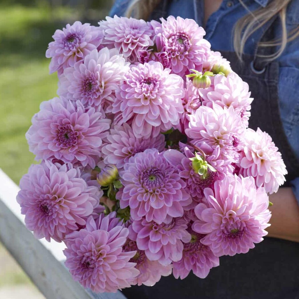 Dahlia 'Bazuin Lavender'