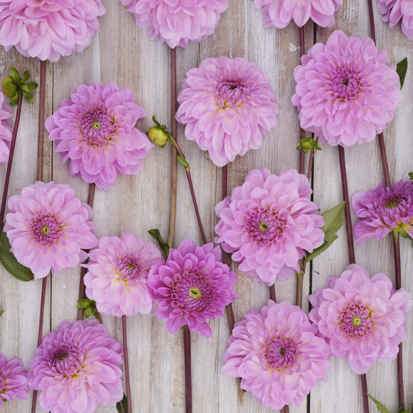 Dahlia 'Bazuin Lavender'