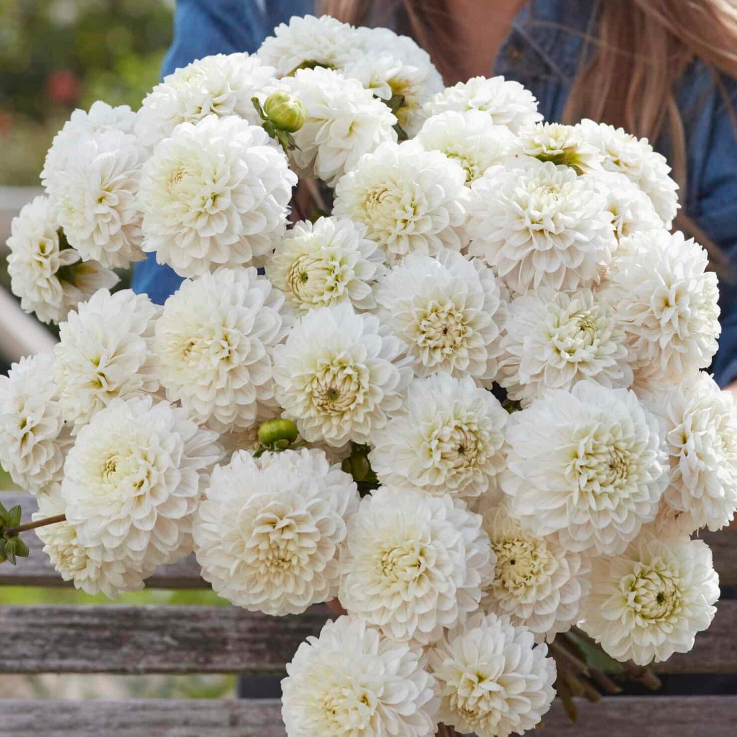 Dahlia 'Bazuin Snow Owl'