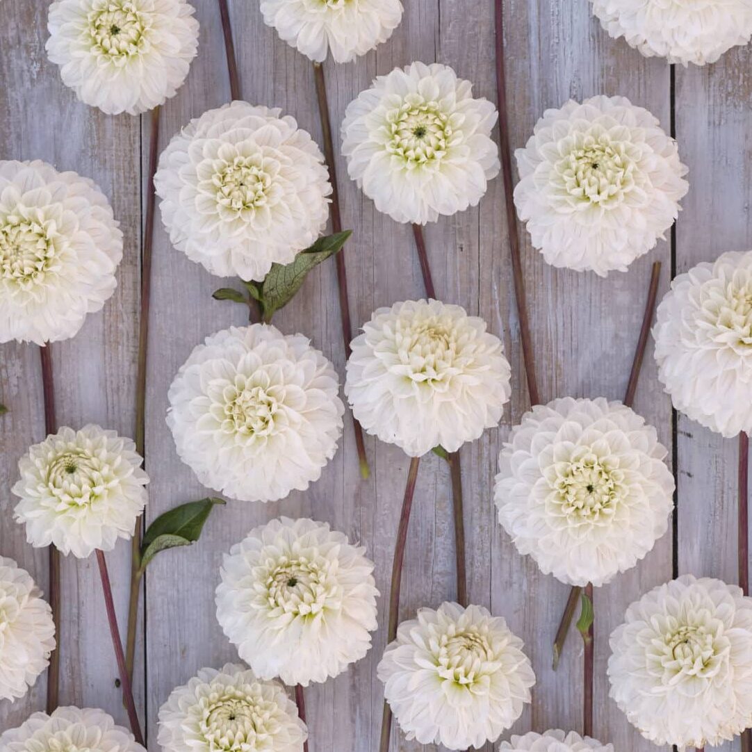 Dahlia 'Bazuin Snow Owl'