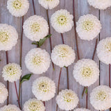 Dahlia 'Bazuin Snow Owl'