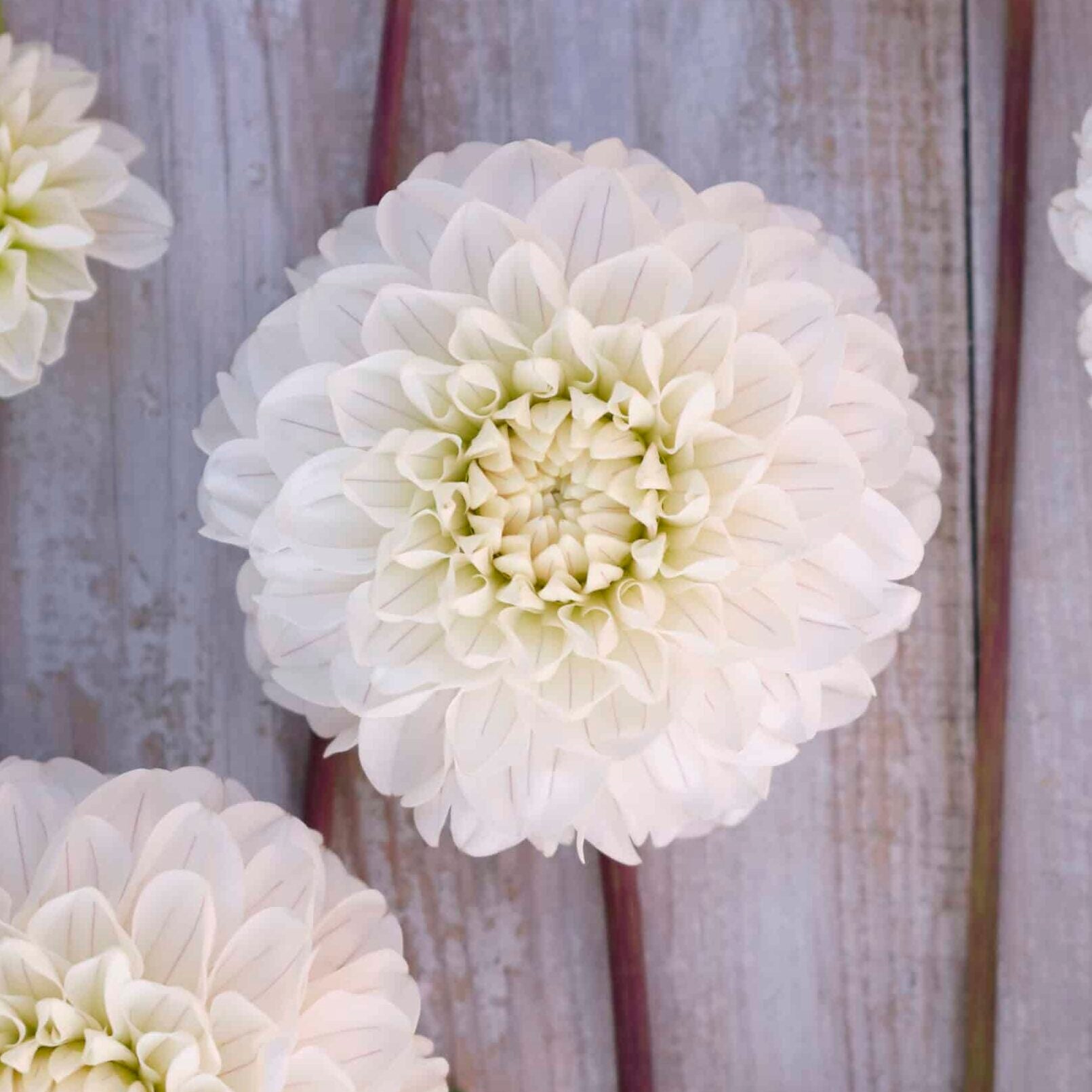 Dahlia 'Bazuin Snow Owl'