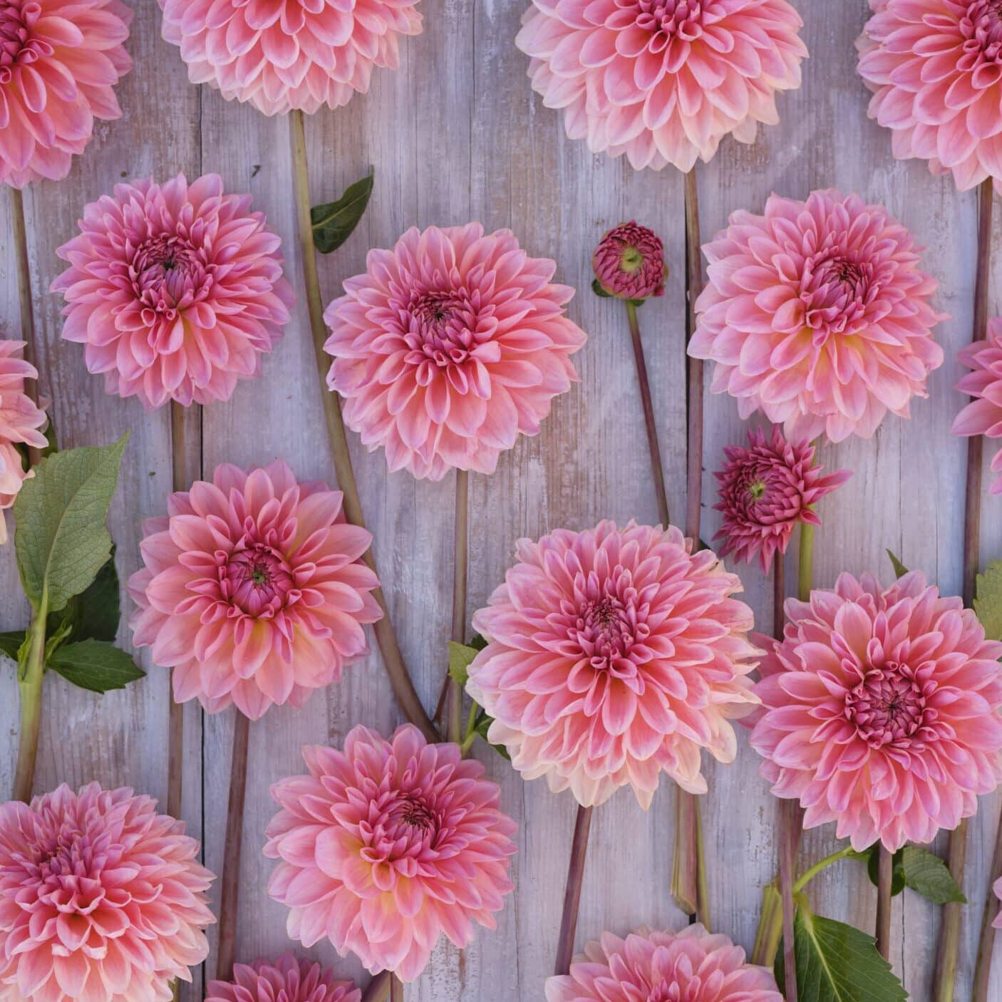 Dahlia 'Beauty Queen'