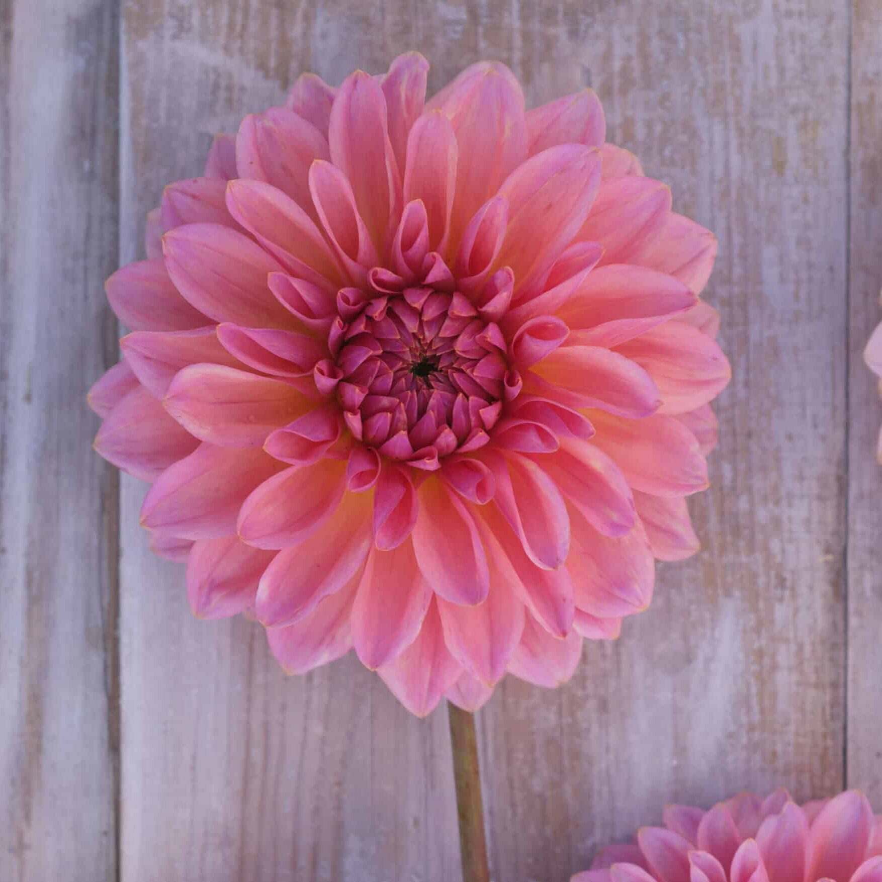 Dahlia 'Beauty Queen'