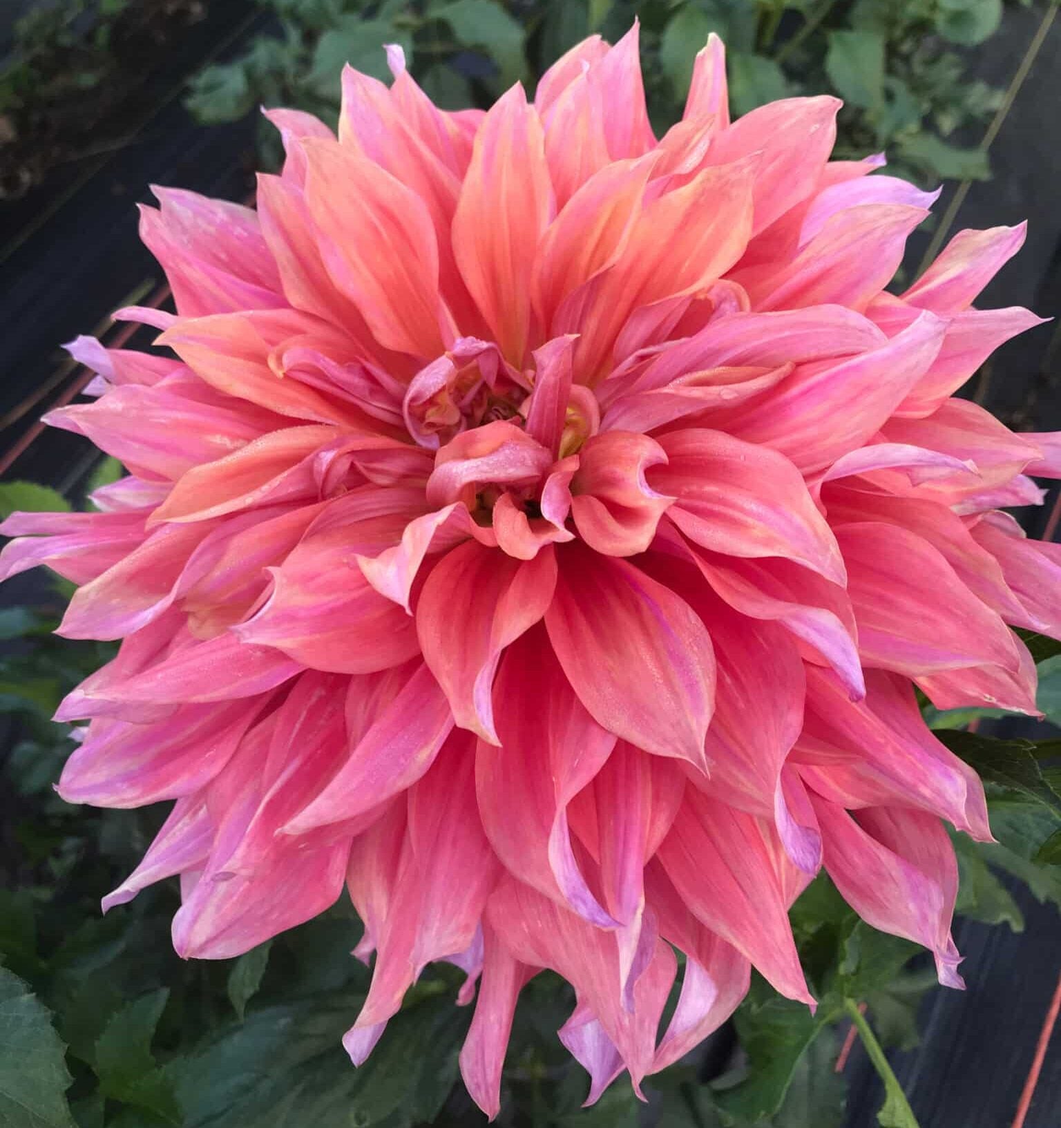 Dahlia 'Belle of Barmera'