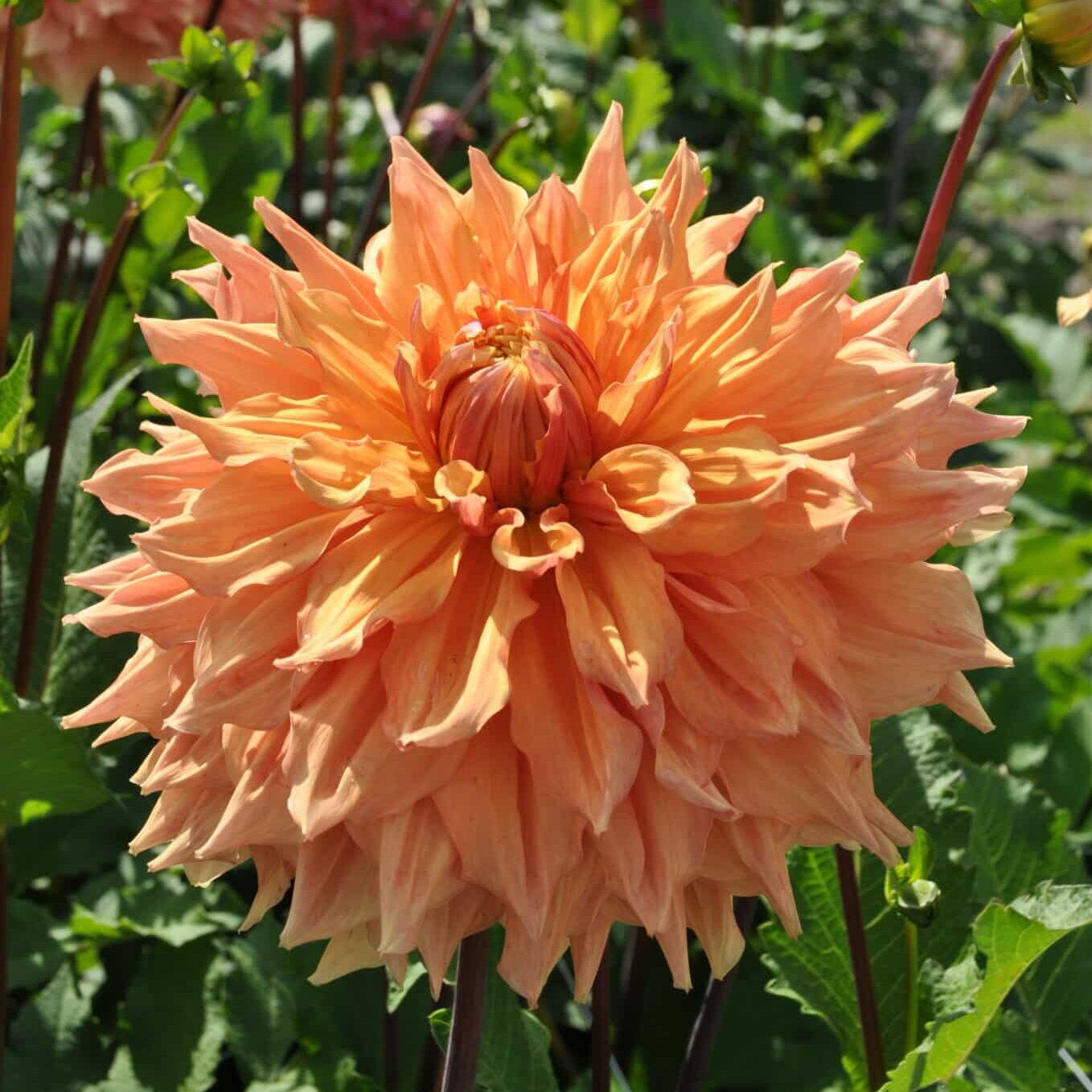 Dahlia 'Ben Huston'