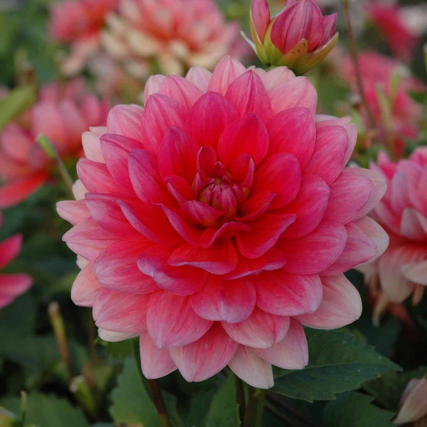 Dahlia 'Berliner Kleene'