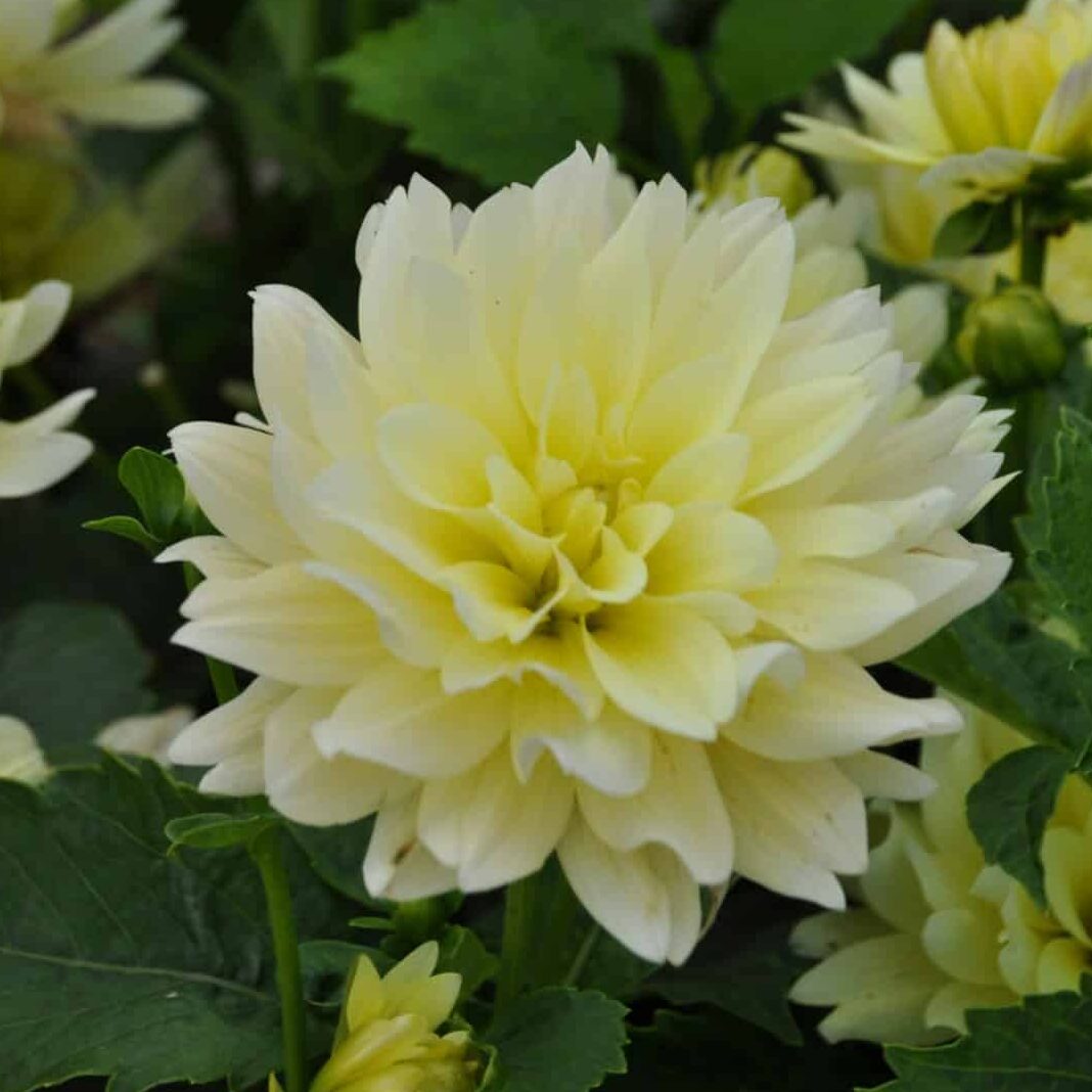 Dahlia 'Berliner Lemon'