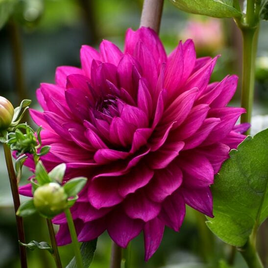 Dahlia 'Berner-Oberland'