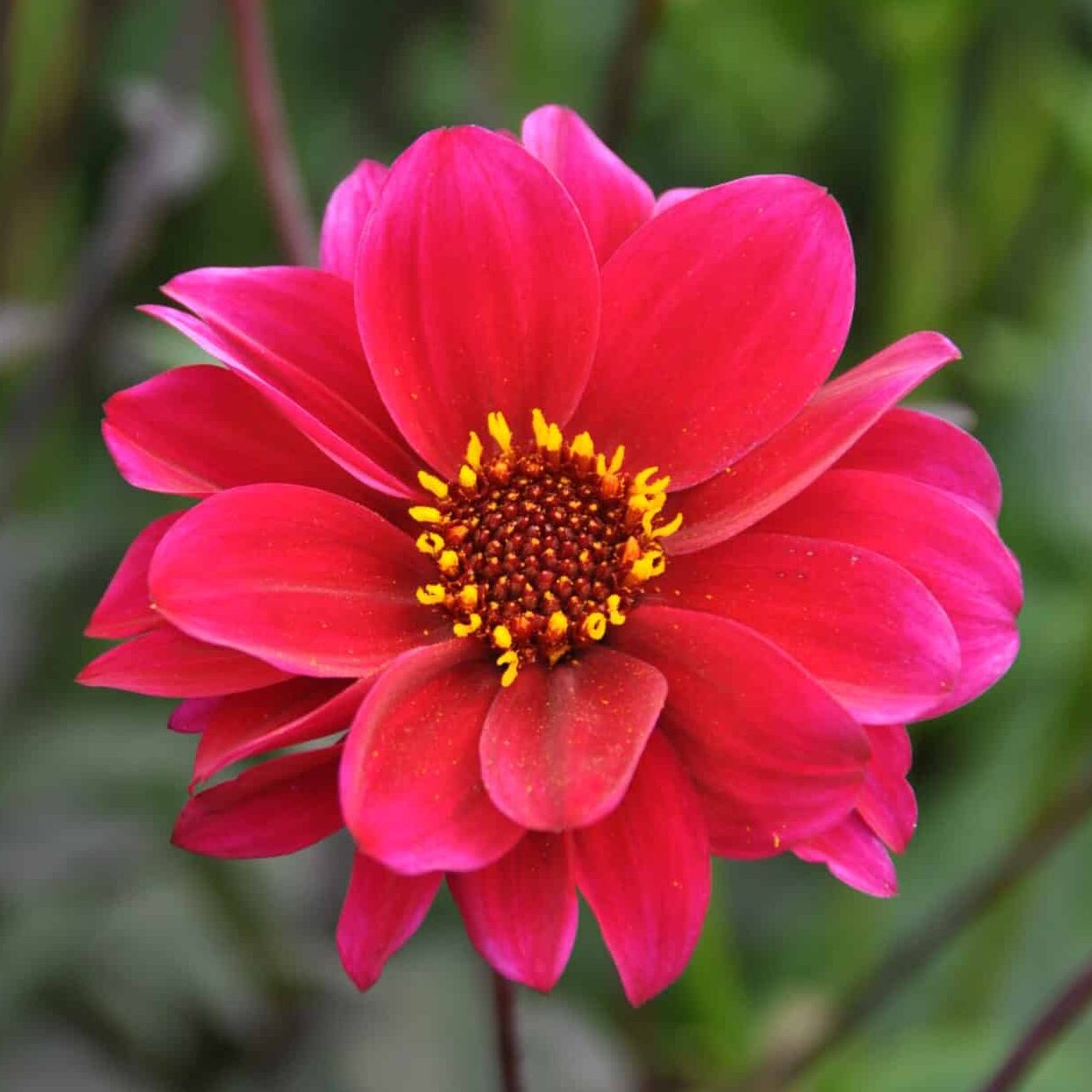 Dahlia 'Bishop of Canterbury'