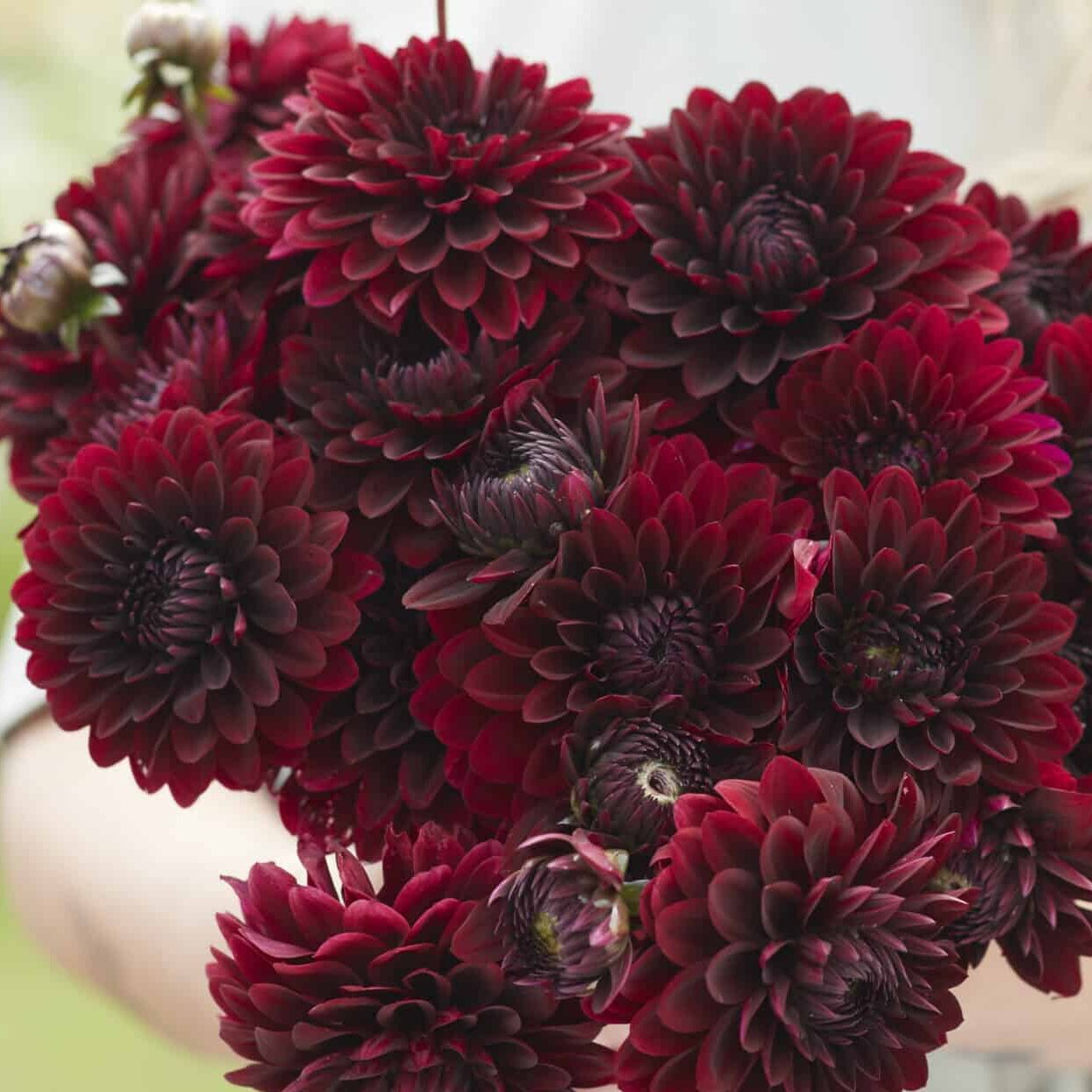 Dahlia 'Black Destiny'