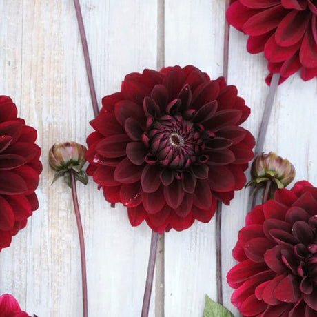Dahlia 'Dark Destiny'